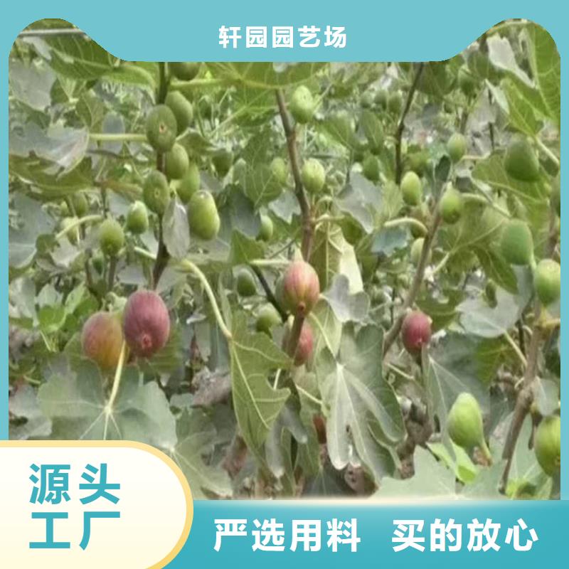 无花果樱桃苗分类和特点