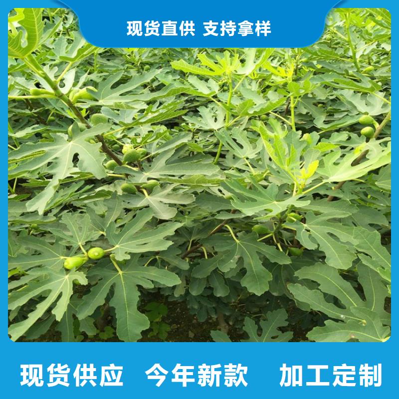 无花果_嘎啦苹果符合行业标准