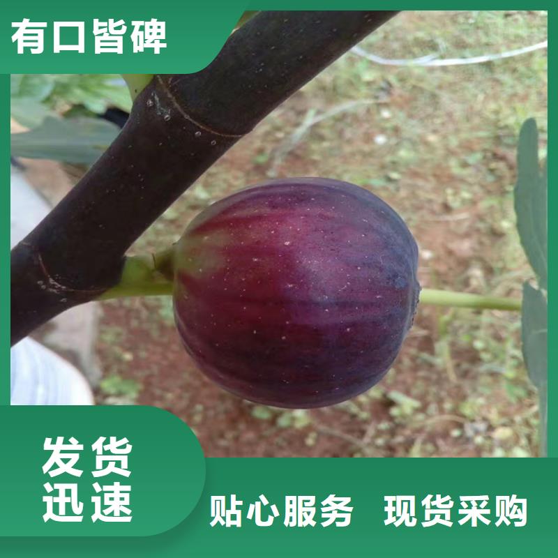 无花果-苹果苗用的放心