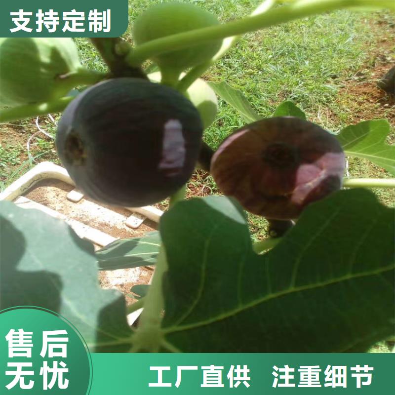 【无花果樱桃苗性价比高】