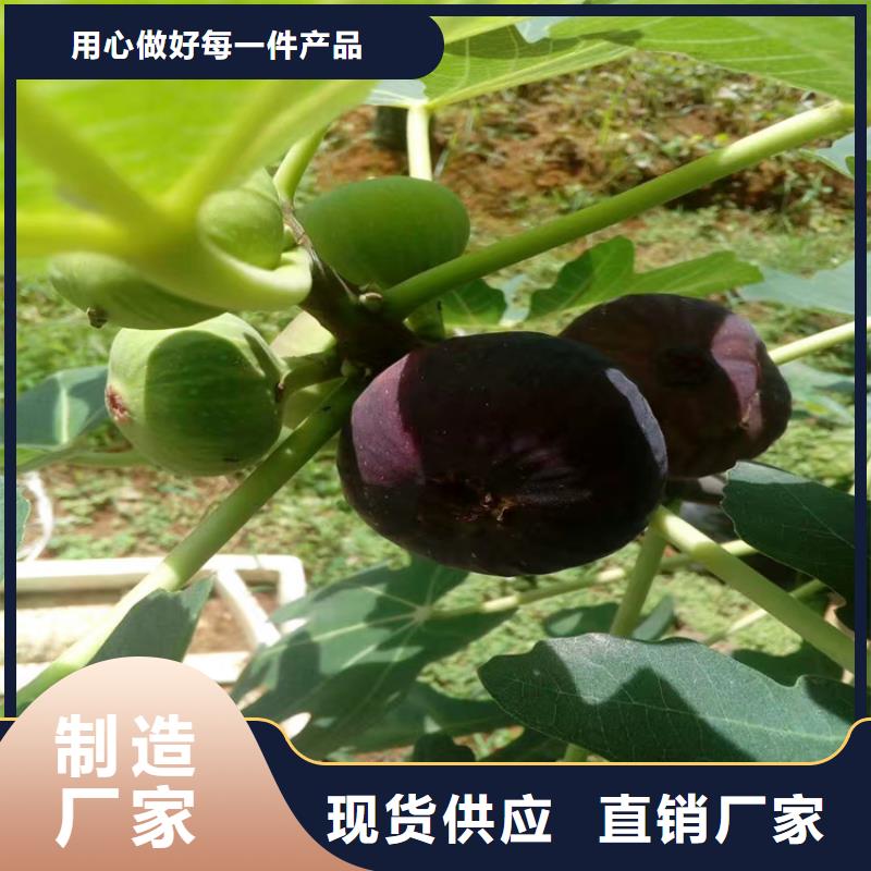 【无花果】苹果苗产品细节参数