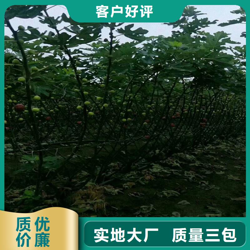 无花果樱桃苗实拍展现