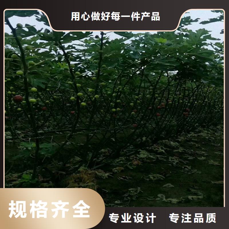 无花果李树苗品质保证