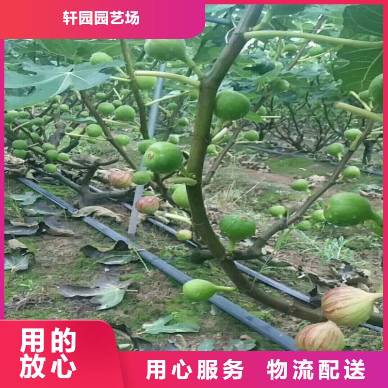 【无花果苹果苗专业完善售后】