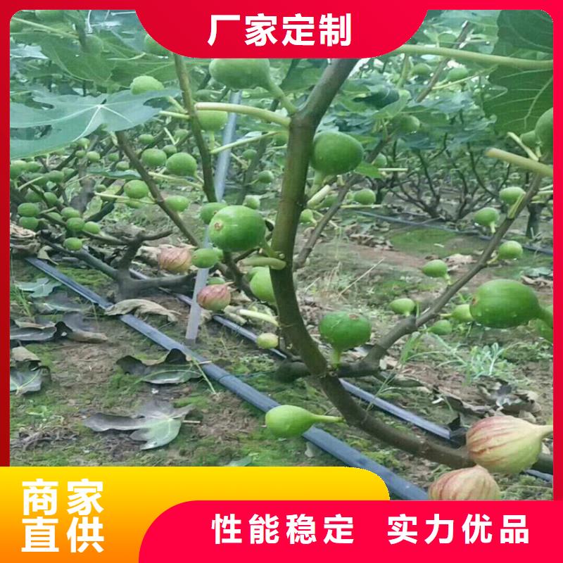 无花果葡萄苗质量好