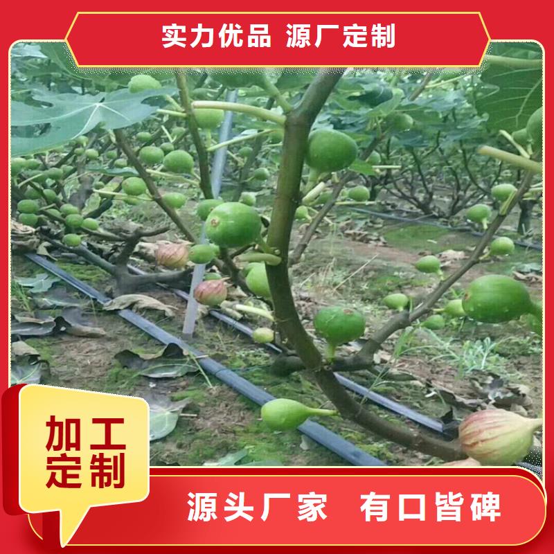 无花果_李树苗满足多种行业需求