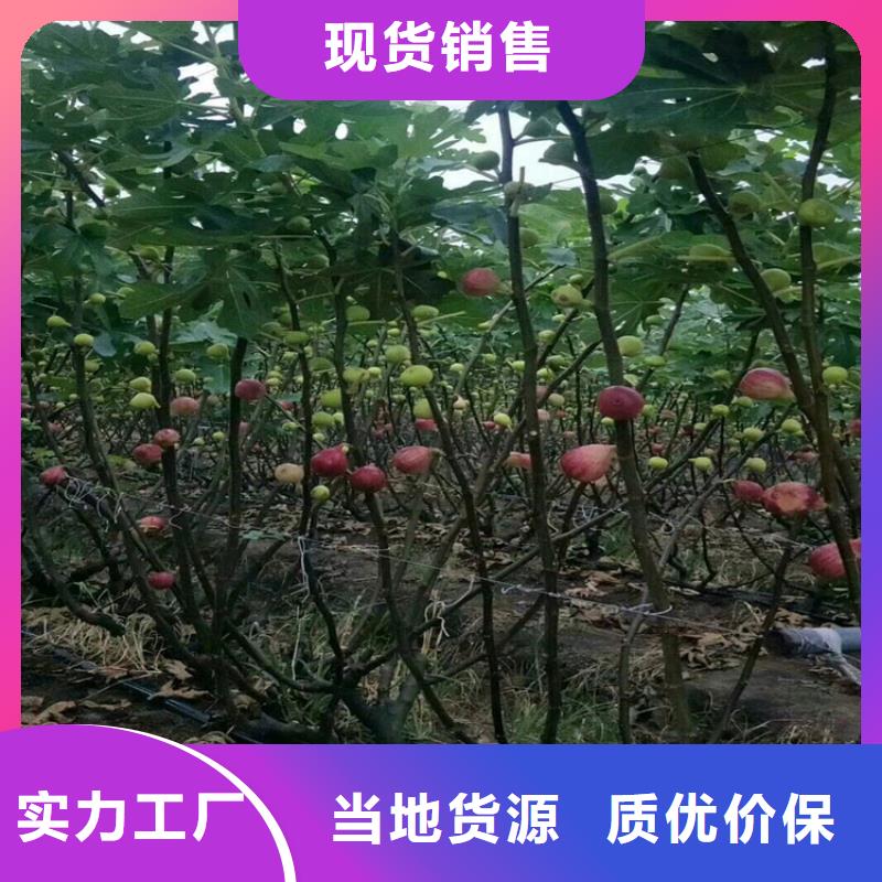 【无花果】苹果苗产品细节参数