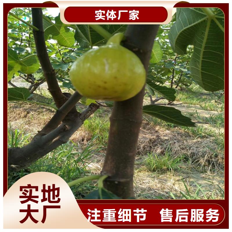 无花果桃树苗发货迅速