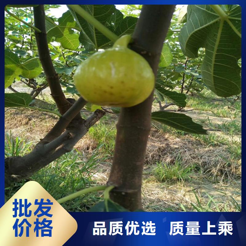 无花果无花果苗加工定制