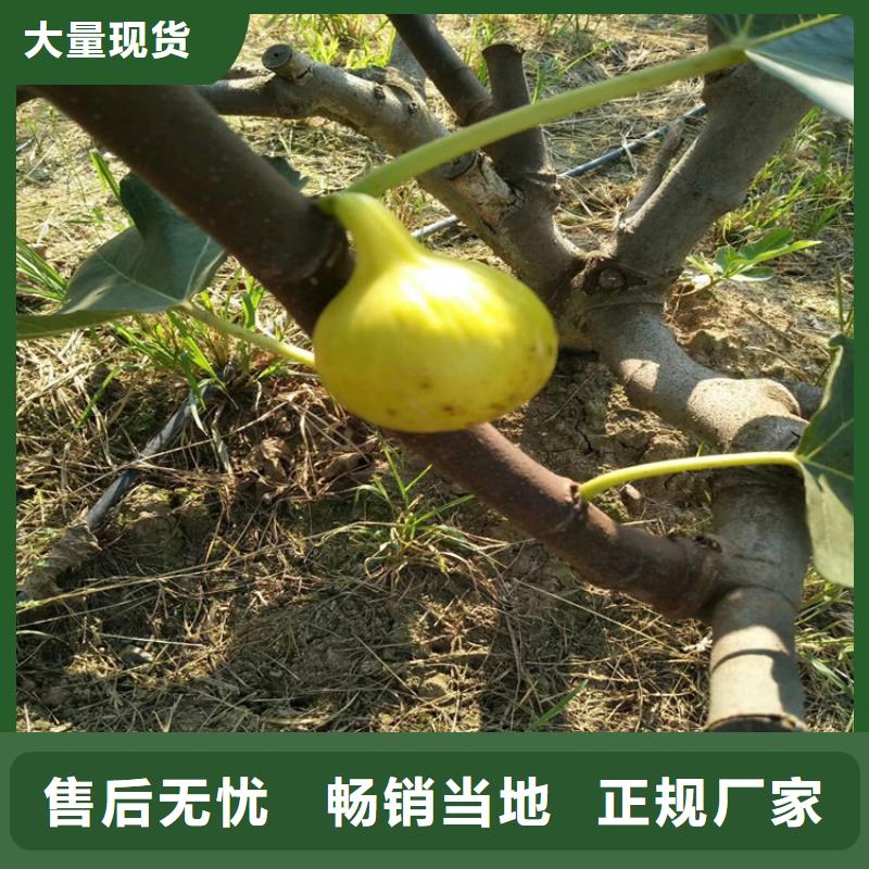 无花果-樱桃苗品质之选