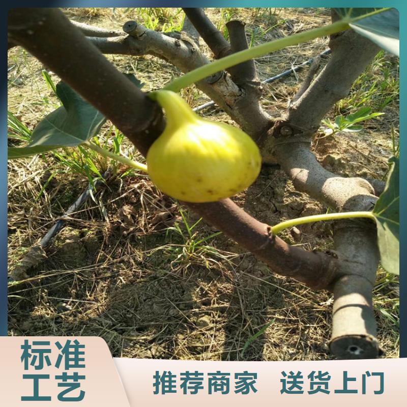 无花果樱桃苗常年出售