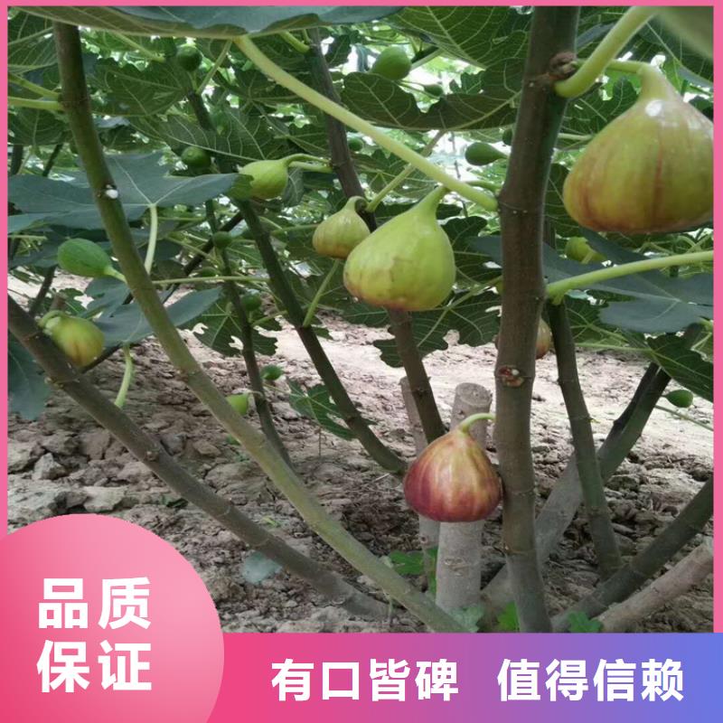 无花果_猕猴桃苗精致工艺