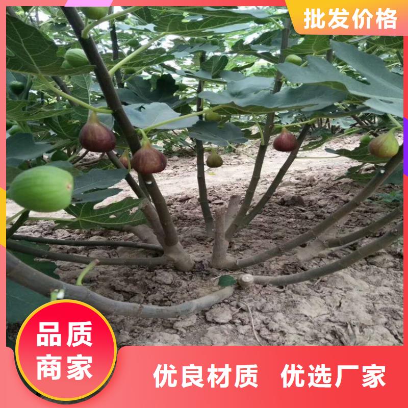 无花果桃树苗通过国家检测