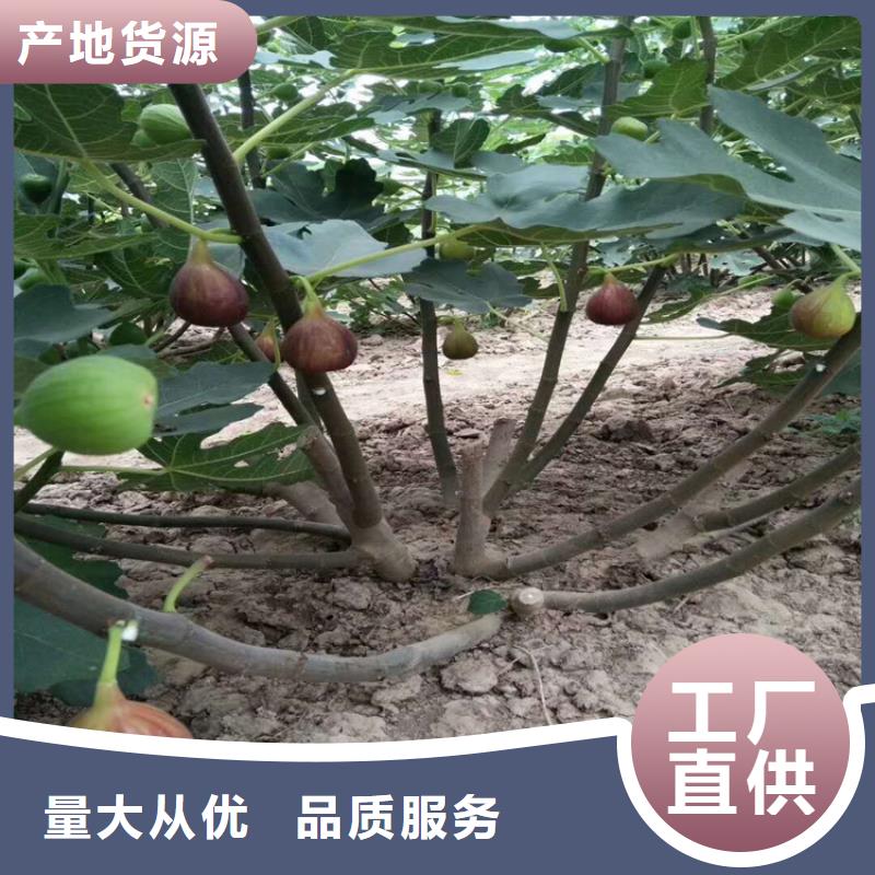 无花果桃树苗品质优良