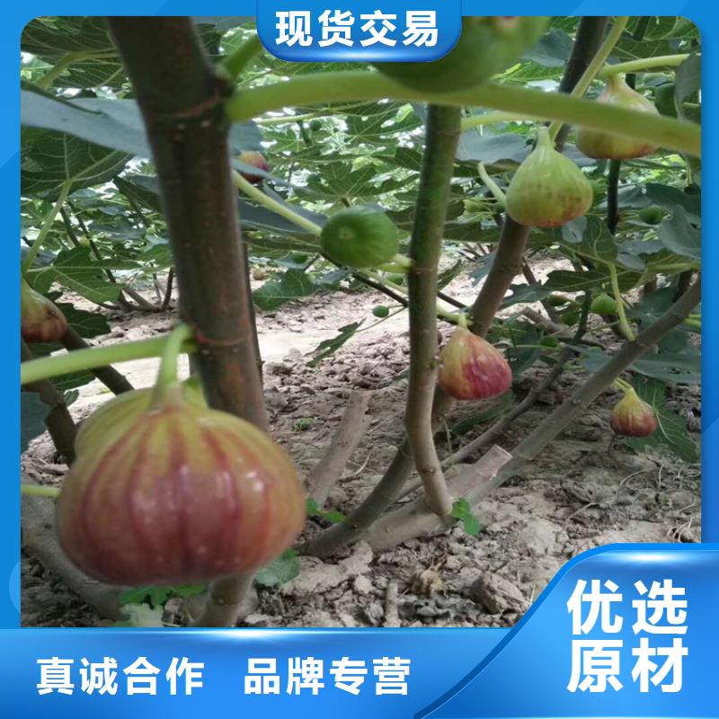 无花果樱桃苗工厂价格