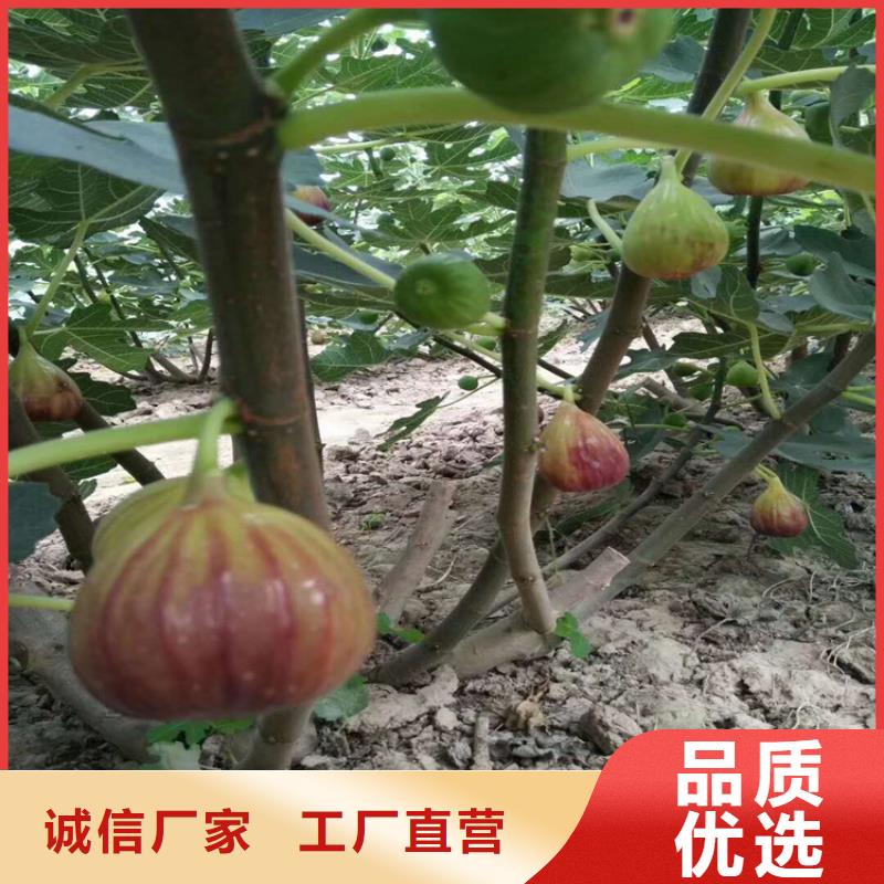 无花果樱桃苗分类和特点