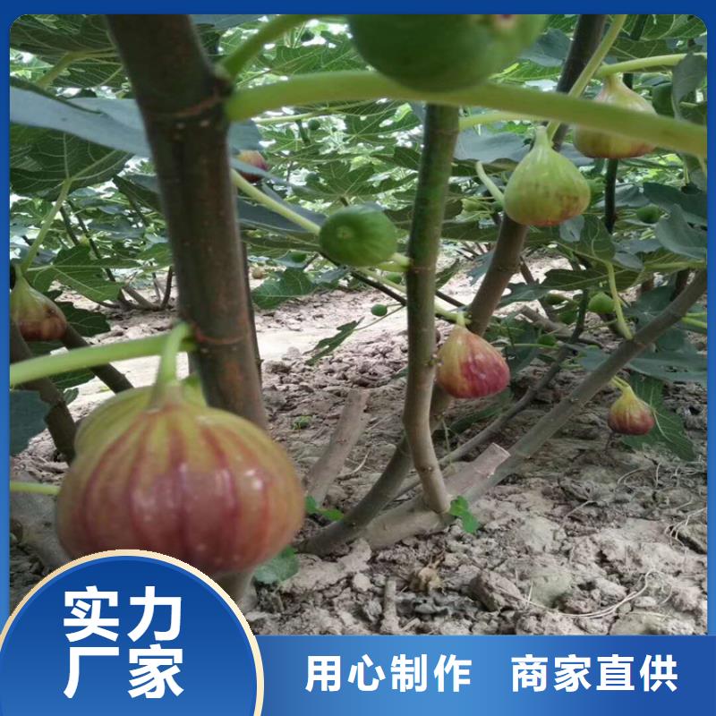 无花果樱桃苗真正的源头厂家