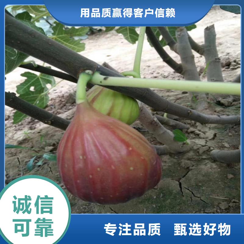 无花果樱桃苗工厂价格