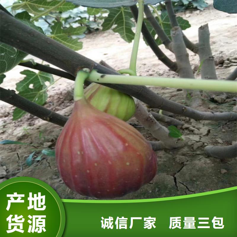 无花果樱桃苗为您精心挑选