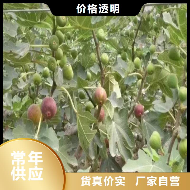 无花果樱桃苗今日新品