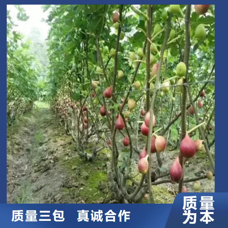 无花果樱桃苗真正的源头厂家