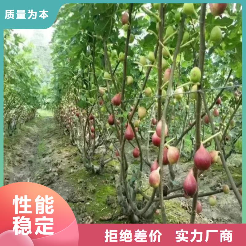 无花果【猕猴桃苗】源厂供货