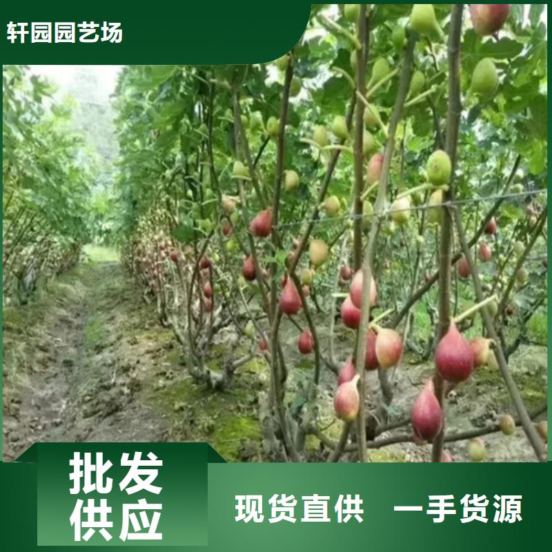 无花果李树苗品质保证