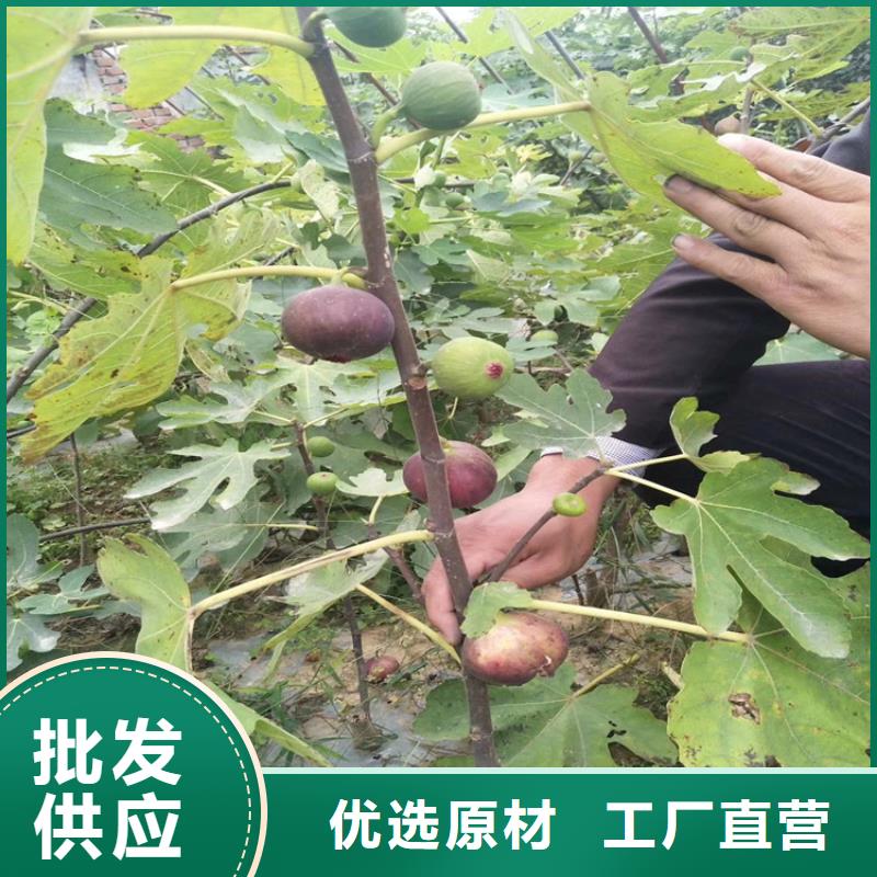 无花果樱桃苗种类多质量好