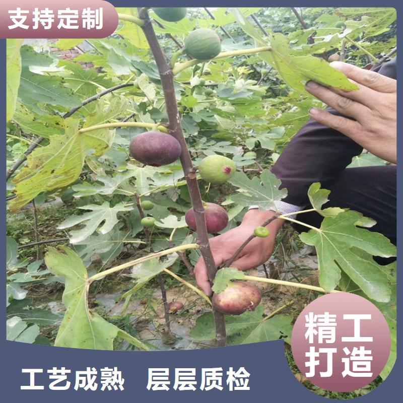 无花果樱桃苗分类和特点