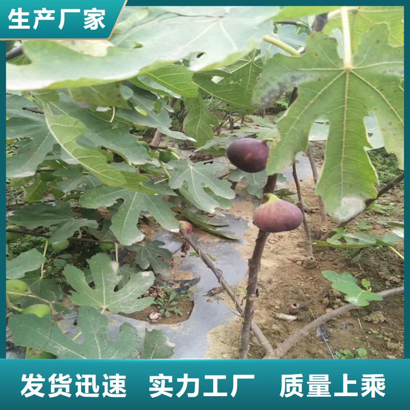 无花果樱桃苗工厂价格