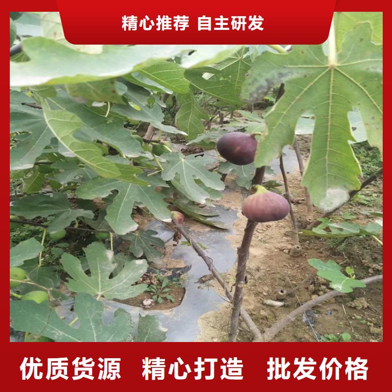 【无花果樱桃苗性价比高】