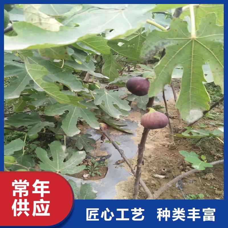 无花果樱桃苗现货批发