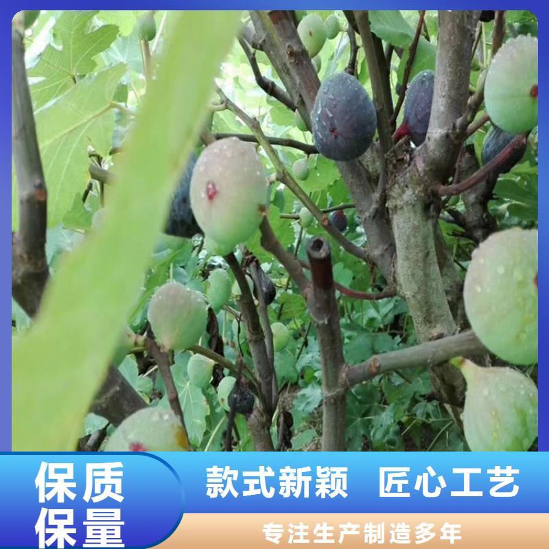 无花果梨树苗多行业适用