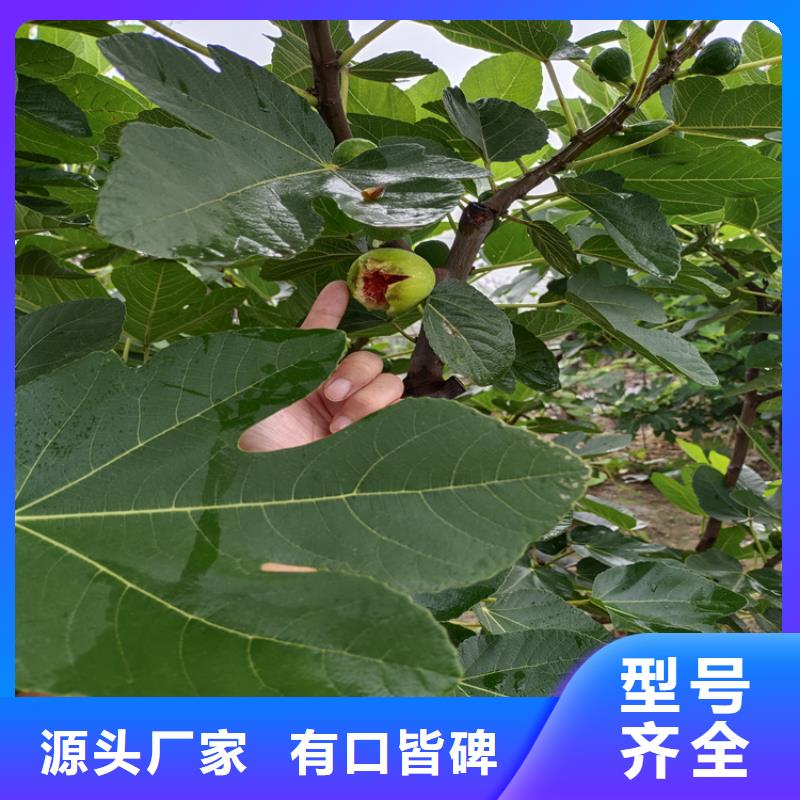 【无花果_梨树苗优质货源】