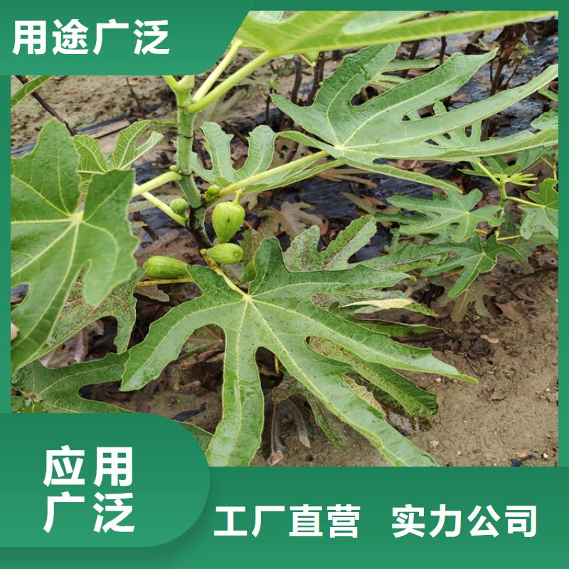 【无花果】3公分软籽石榴苗源头工厂