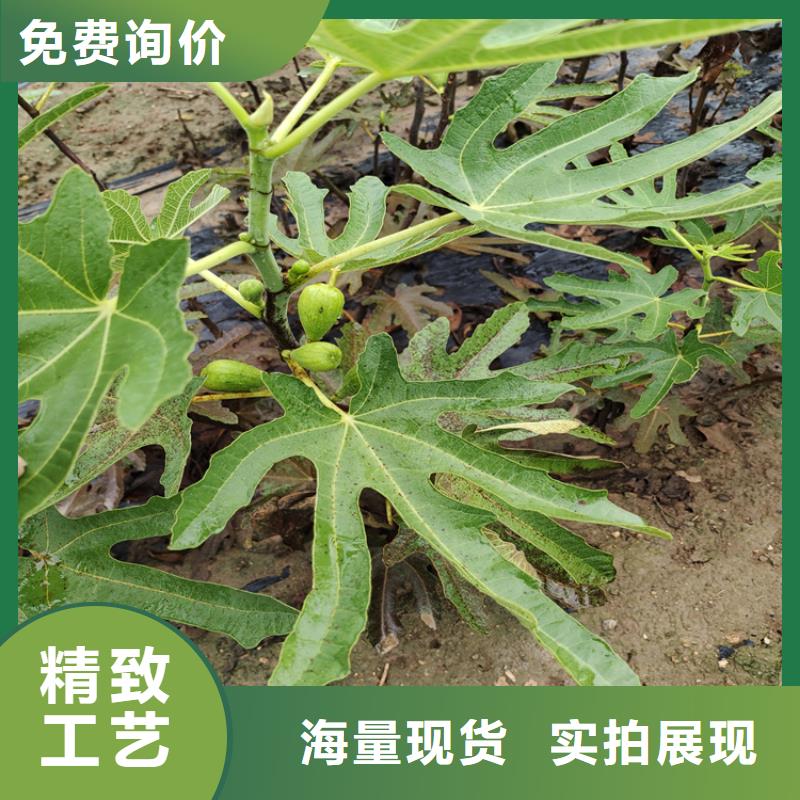 无花果樱桃苗种类多质量好