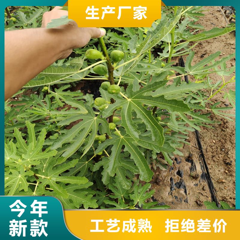 无花果樱桃苗真正的源头厂家