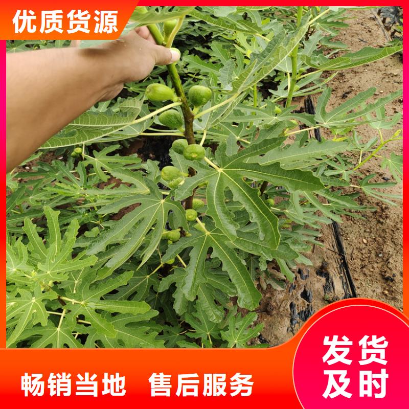 无花果桃树苗当地货源