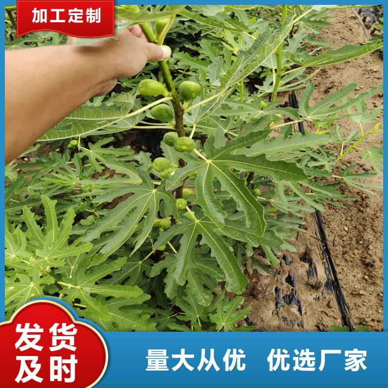 无花果西瓜番石榴苗厂家直发