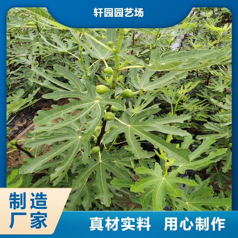 【无花果】,石榴树规格型号全