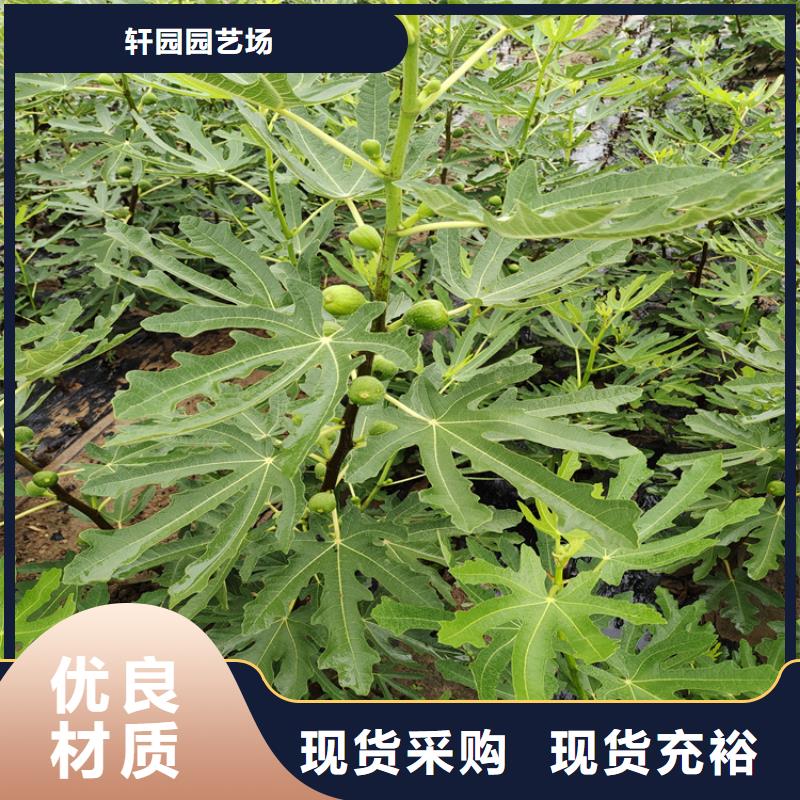 无花果樱桃苗现货批发