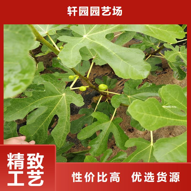 无花果北美冬青货品齐全