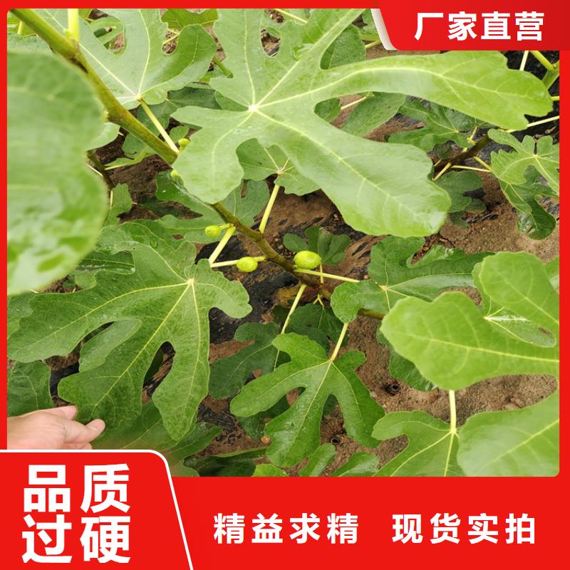 无花果【猕猴桃苗】源厂供货