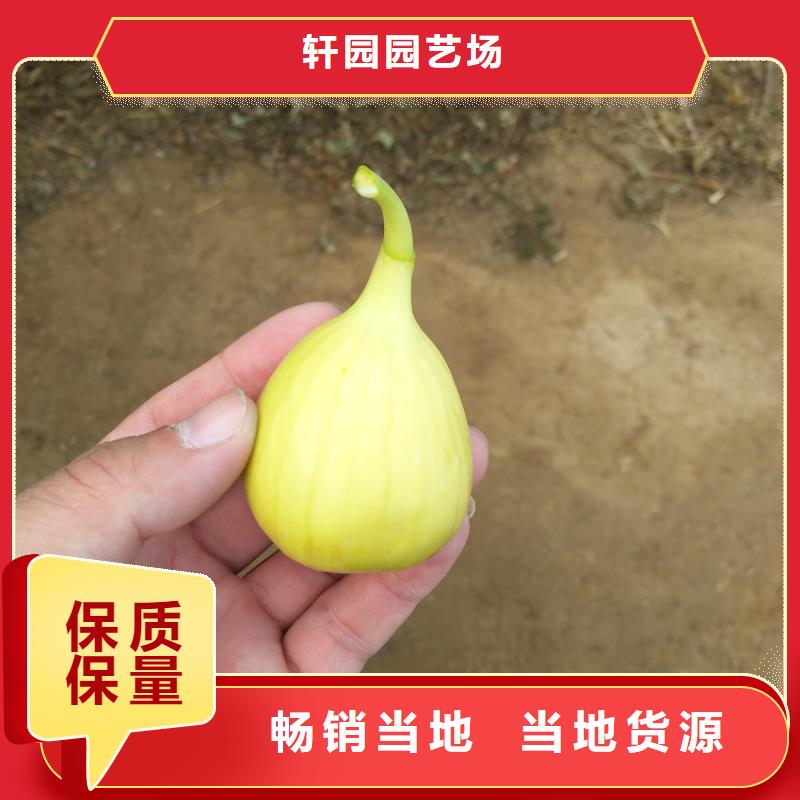 无花果北美冬青值得买