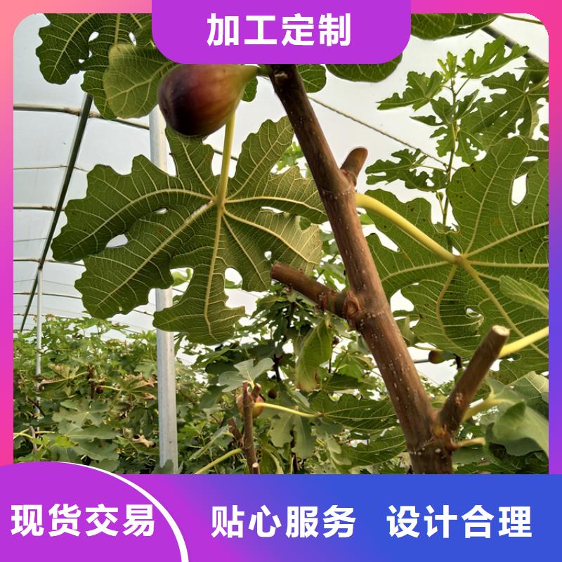 无花果苹果苗优选好材铸造好品质