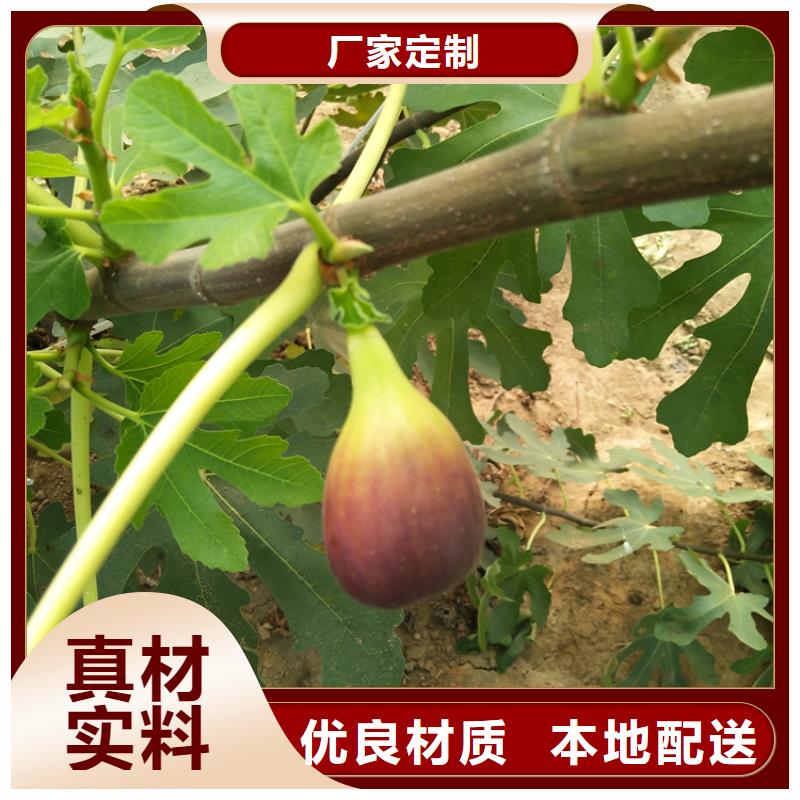 无花果樱桃苗真正的源头厂家