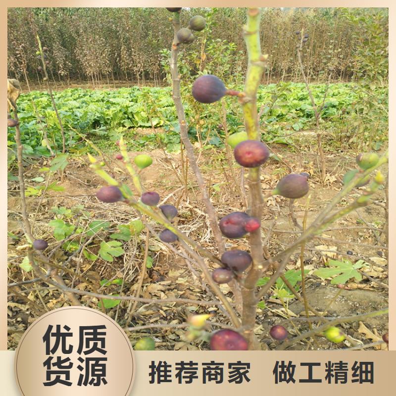 无花果樱桃苗工厂价格