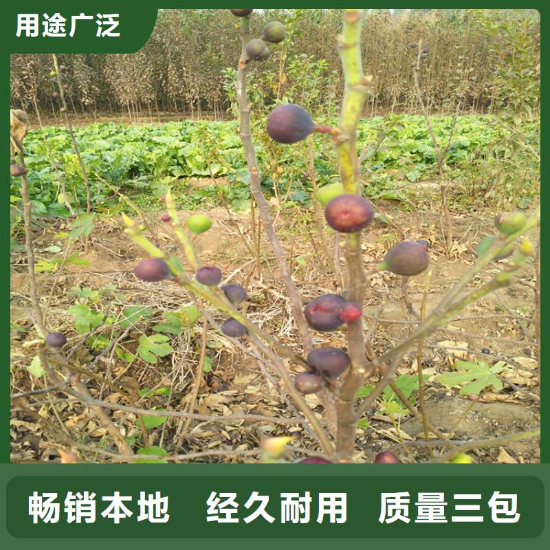 无花果【桃树苗】厂家直销规格多样