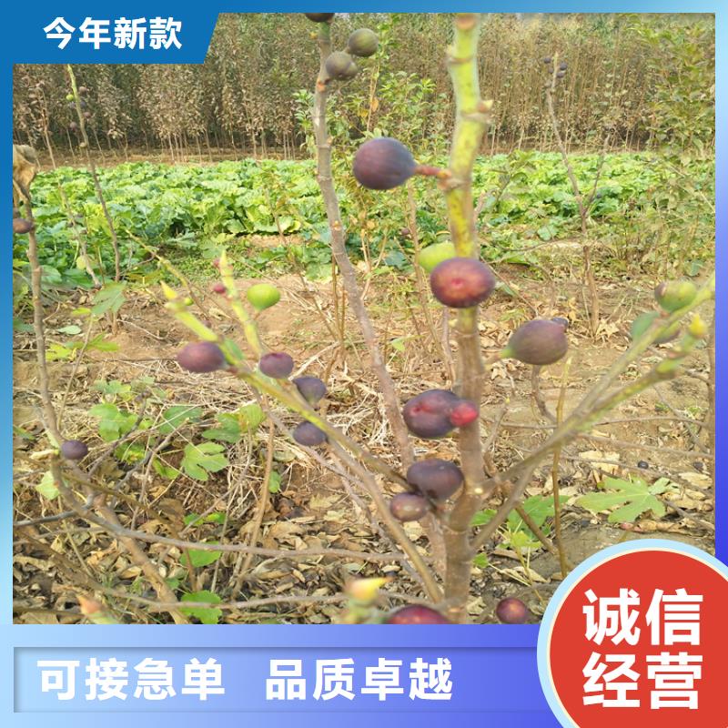 无花果北美冬青货品齐全