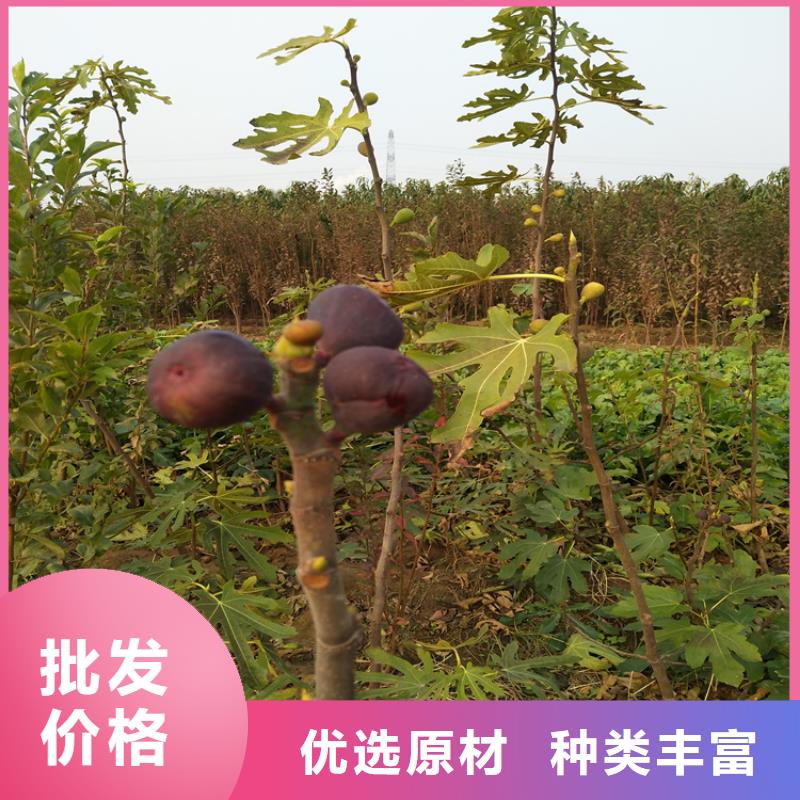 无花果石榴苗定制定做